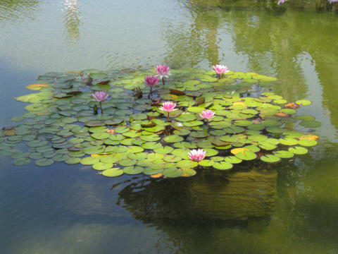 Image - lily pads